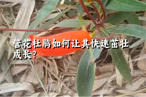 管花杜鹃如何让其快速茁壮成长？