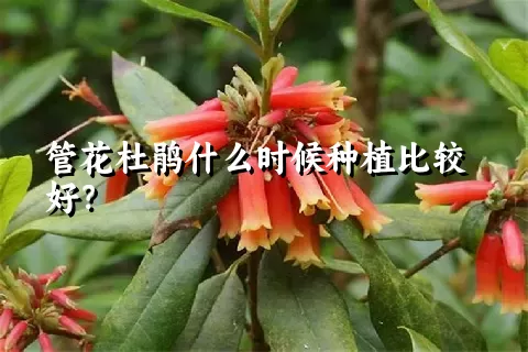 管花杜鹃什么时候种植比较好？