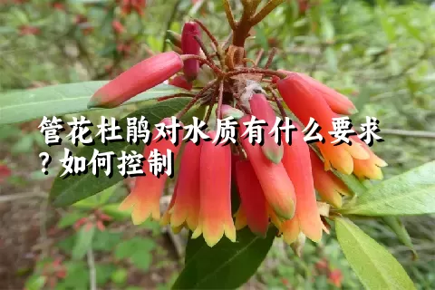 管花杜鹃对水质有什么要求？如何控制