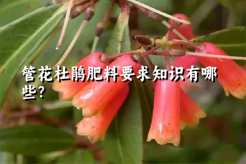 管花杜鹃肥料要求知识有哪些？