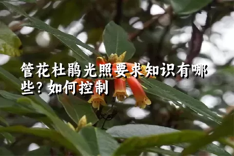 管花杜鹃光照要求知识有哪些？如何控制