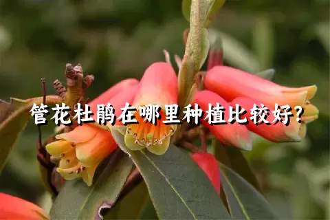 管花杜鹃在哪里种植比较好？