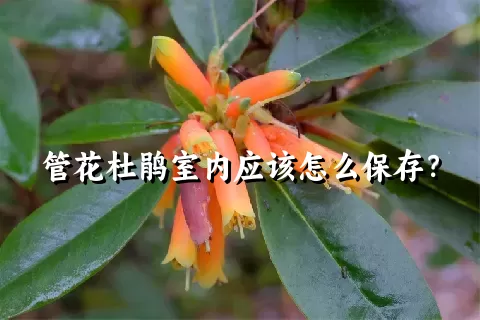 管花杜鹃室内应该怎么保存？