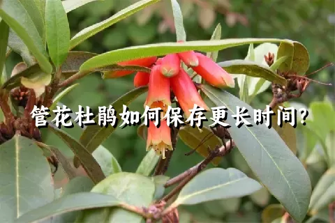 管花杜鹃如何保存更长时间？