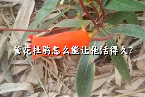 管花杜鹃怎么能让他活得久？