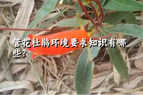 管花杜鹃环境要求知识有哪些？