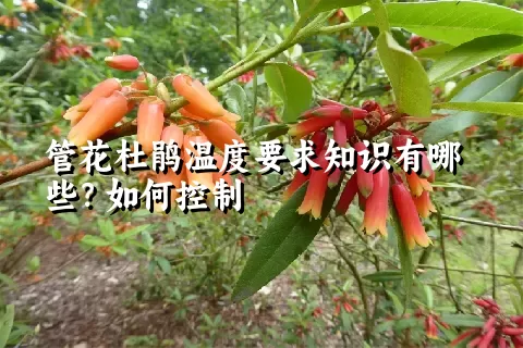 管花杜鹃温度要求知识有哪些？如何控制