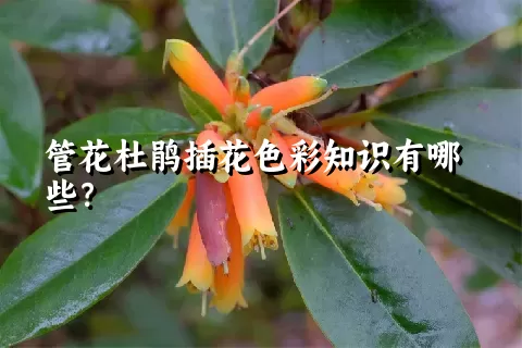 管花杜鹃插花色彩知识有哪些？