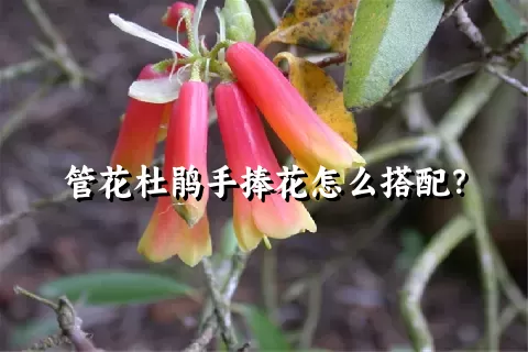 管花杜鹃手捧花怎么搭配？