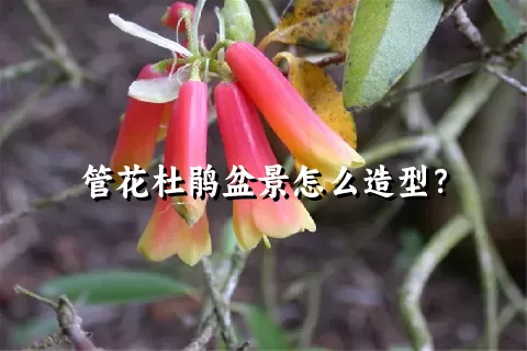 管花杜鹃盆景怎么造型？