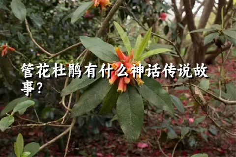 管花杜鹃有什么神话传说故事？