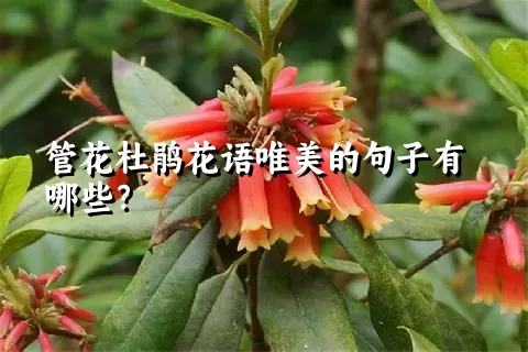 管花杜鹃花语唯美的句子有哪些？