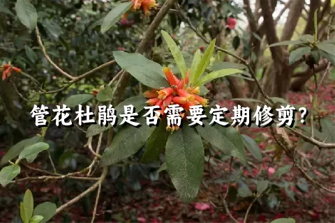 管花杜鹃是否需要定期修剪？