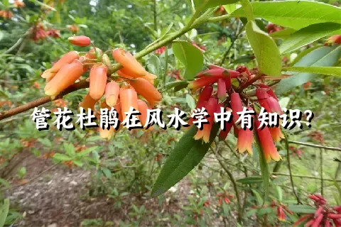 管花杜鹃在风水学中有知识？