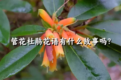 管花杜鹃花语有什么故事吗？