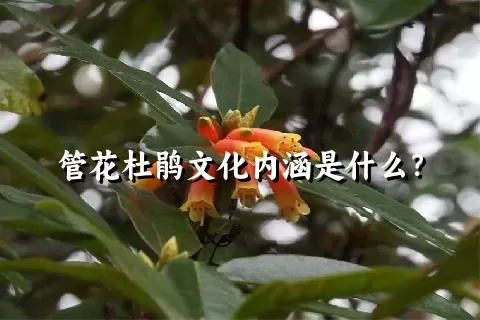 管花杜鹃文化内涵是什么？