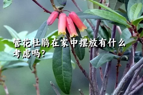 管花杜鹃在家中摆放有什么考虑吗？