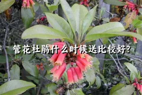 管花杜鹃什么时候送比较好？