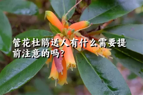 管花杜鹃送人有什么需要提前注意的吗？