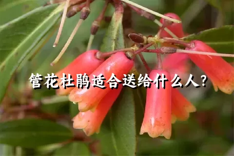 管花杜鹃适合送给什么人？