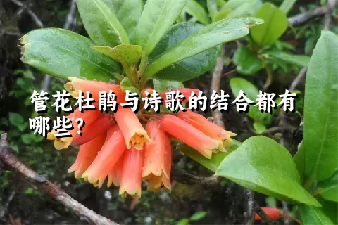 管花杜鹃与诗歌的结合都有哪些？