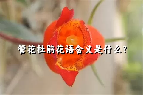 管花杜鹃花语含义是什么？