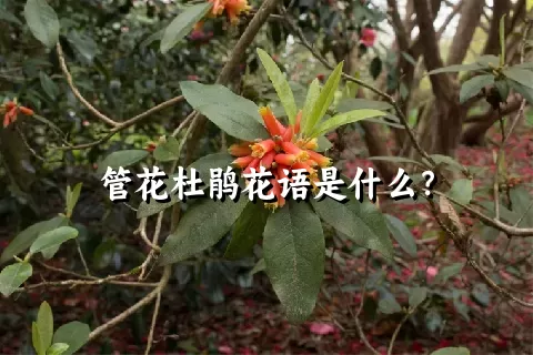 管花杜鹃花语是什么？