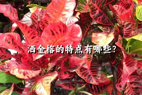 洒金榕的特点有哪些？