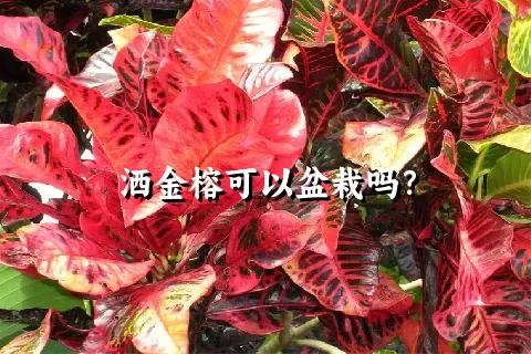 洒金榕可以盆栽吗？