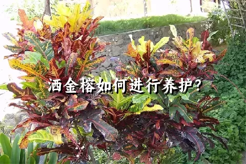 洒金榕如何进行养护？