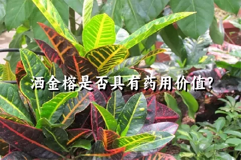 洒金榕是否具有药用价值？