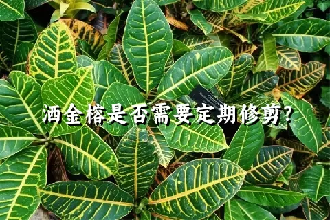 洒金榕是否需要定期修剪？