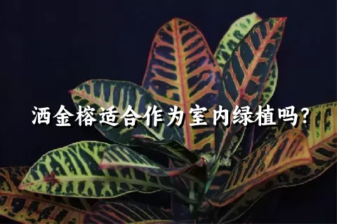 洒金榕适合作为室内绿植吗？