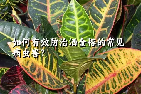 如何有效防治洒金榕的常见病虫害？