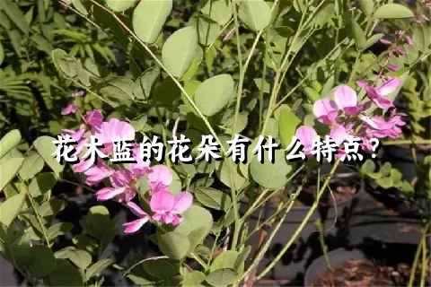 花木蓝的花朵有什么特点？