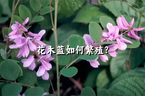 花木蓝如何繁殖？