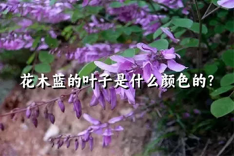 花木蓝的叶子是什么颜色的？