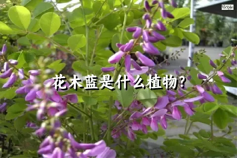 花木蓝是什么植物？