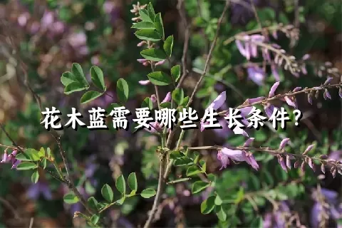 花木蓝需要哪些生长条件？