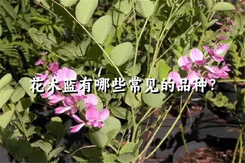 花木蓝有哪些常见的品种？