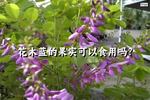 花木蓝的果实可以食用吗？