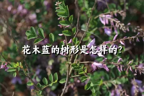 花木蓝的树形是怎样的？