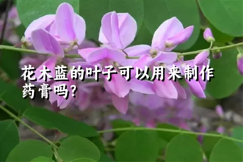 花木蓝的叶子可以用来制作药膏吗？