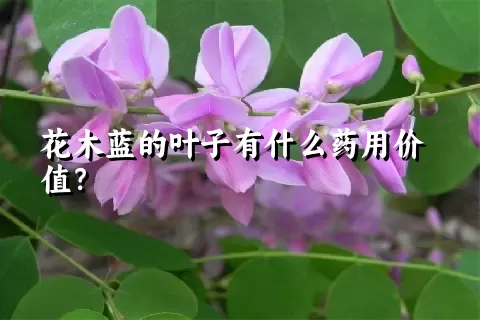 花木蓝的叶子有什么药用价值？