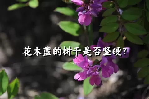 花木蓝的树干是否坚硬？