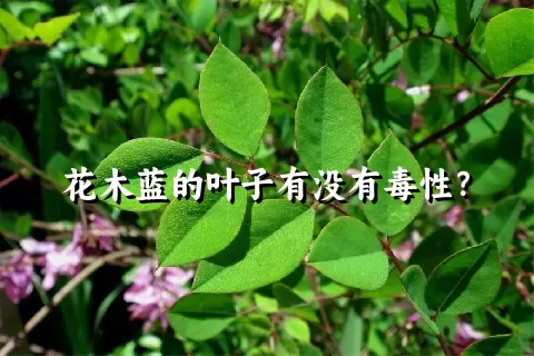 花木蓝的叶子有没有毒性？