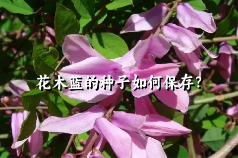 花木蓝的种子如何保存？