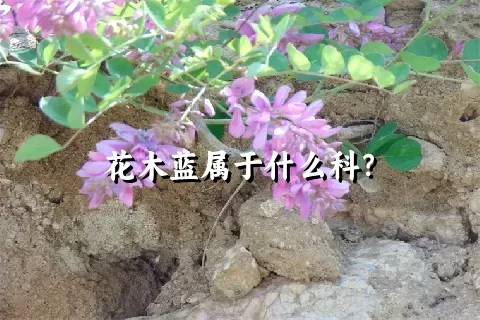 花木蓝属于什么科？