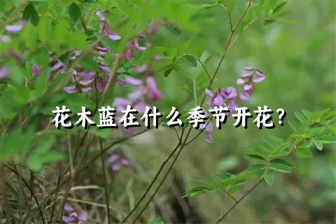 花木蓝在什么季节开花？