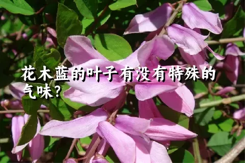 花木蓝的叶子有没有特殊的气味？